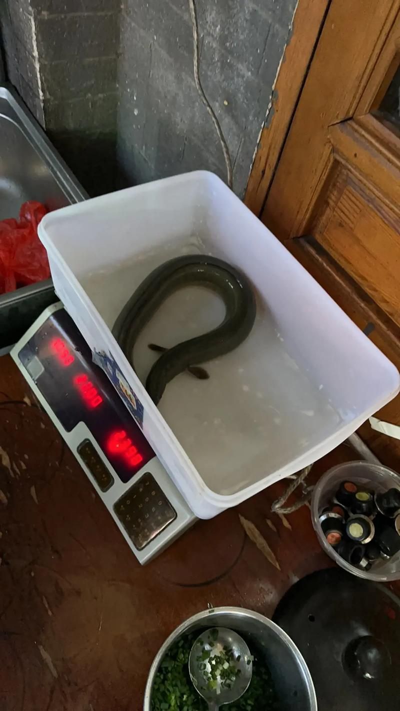 給我一些土龍魚的圖片，土龍魚的藥用價值