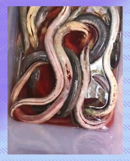 給我一些土龍魚的圖片，土龍魚的藥用價值
