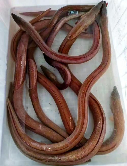 給我一些土龍魚的圖片，土龍魚的藥用價值