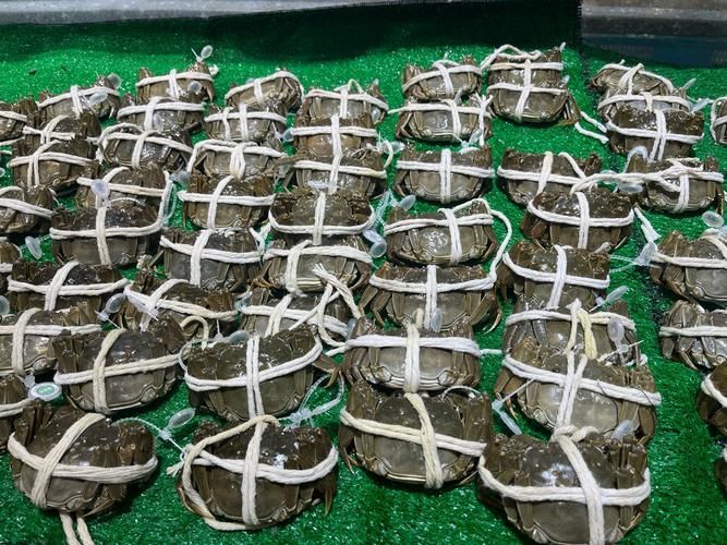 酒泉有哪些特色水產(chǎn)養(yǎng)殖項(xiàng)目，酒泉市開(kāi)展特色水產(chǎn)養(yǎng)殖項(xiàng)目：河蟹養(yǎng)殖