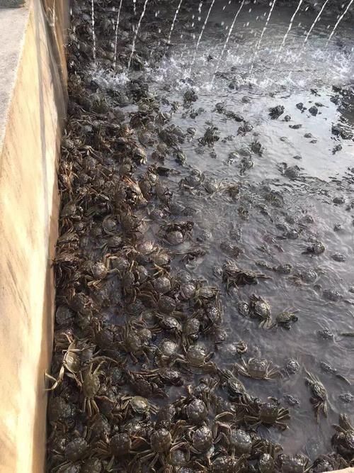 酒泉有哪些特色水產(chǎn)養(yǎng)殖項(xiàng)目，酒泉市開(kāi)展特色水產(chǎn)養(yǎng)殖項(xiàng)目：河蟹養(yǎng)殖