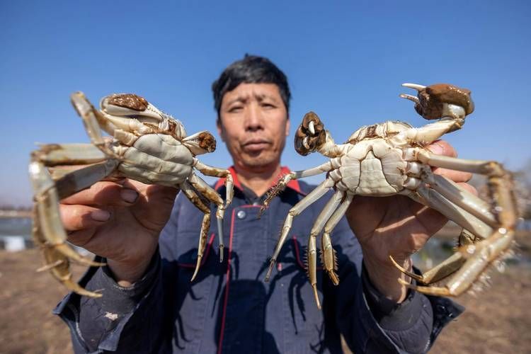 酒泉有哪些特色水產(chǎn)養(yǎng)殖項(xiàng)目，酒泉市開(kāi)展特色水產(chǎn)養(yǎng)殖項(xiàng)目：河蟹養(yǎng)殖