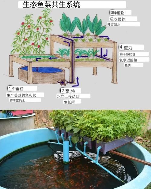 酒泉有哪些特色水產(chǎn)養(yǎng)殖項(xiàng)目，酒泉市開(kāi)展特色水產(chǎn)養(yǎng)殖項(xiàng)目：河蟹養(yǎng)殖