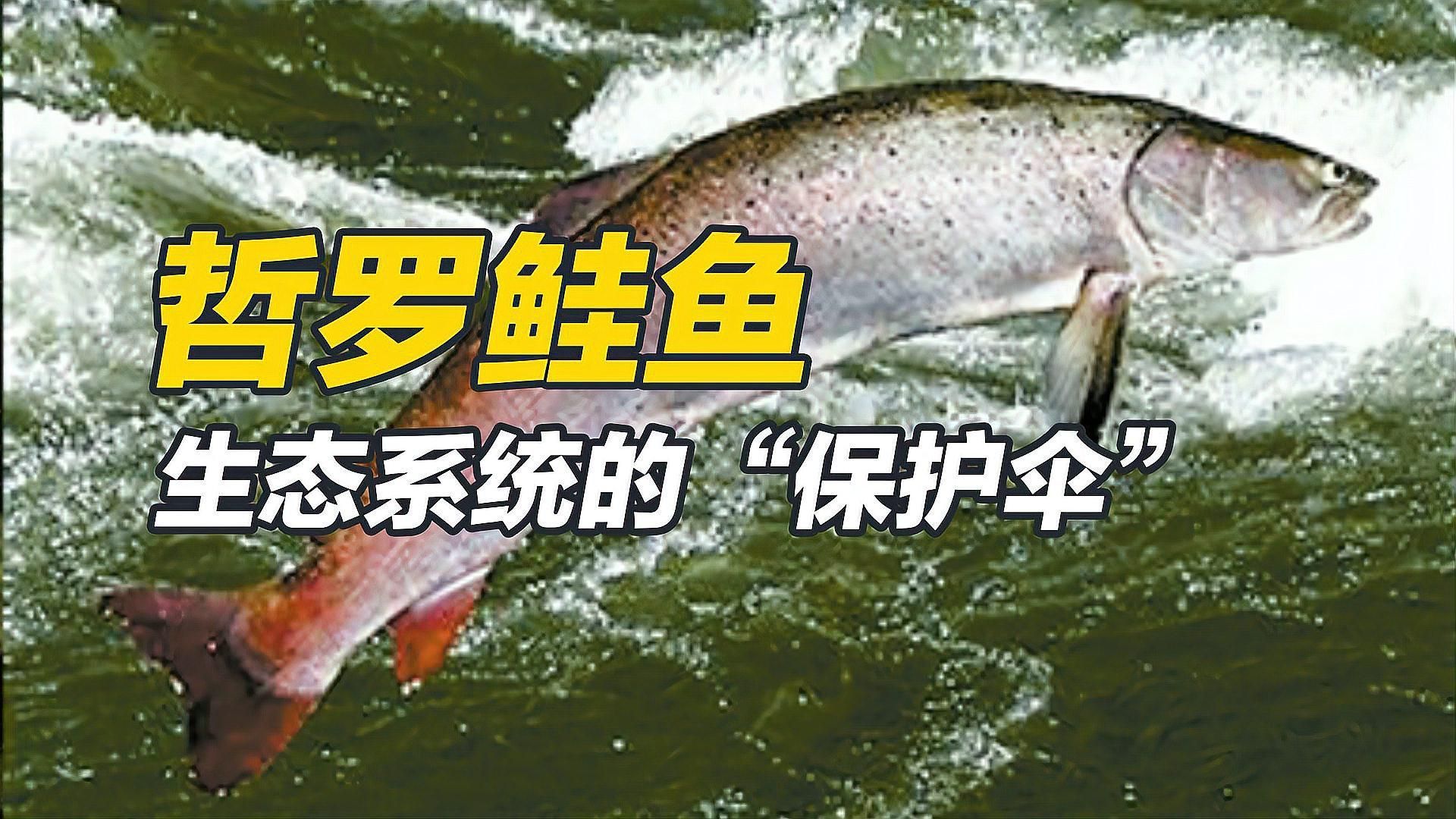 哲羅鮭和亞洲龍魚有何區別，哲羅鮭與亞洲龍魚有何區別？