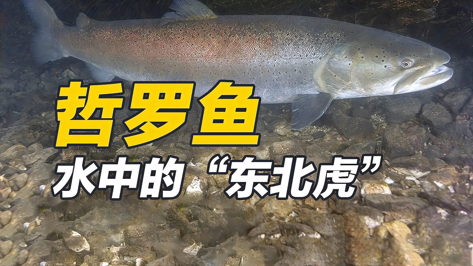 哲羅鮭和亞洲龍魚有何區別，哲羅鮭與亞洲龍魚有何區別？