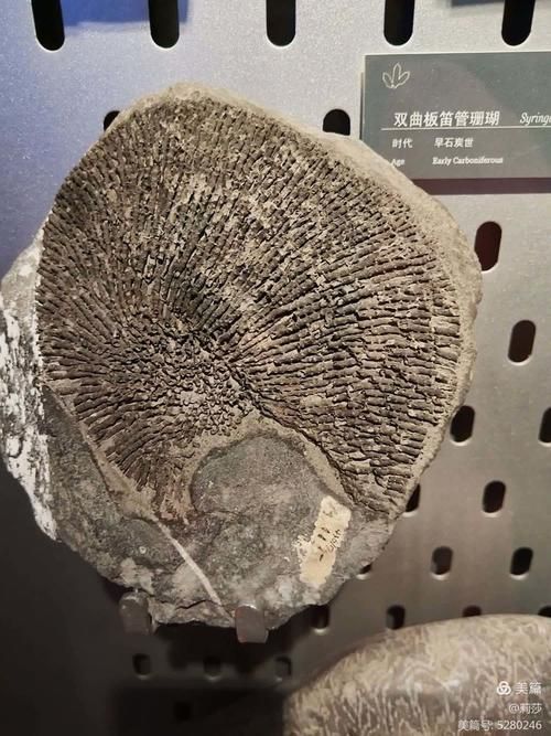 能否提供中華龍鳥化石的高清圖片，中華龍鳥化石