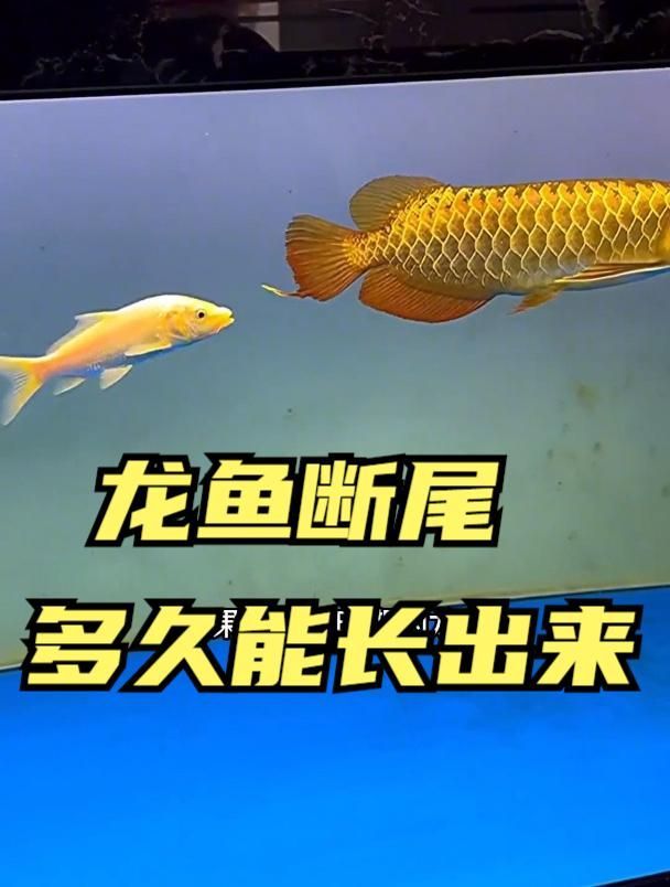 龍魚掉尾后多久開始喂食，龍魚掉尾后多久開始喂食龍魚掉尾后多久開始喂食