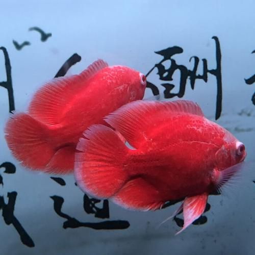 祥龍魚場有哪些熱銷品種？，祥龍魚場熱銷品種大全