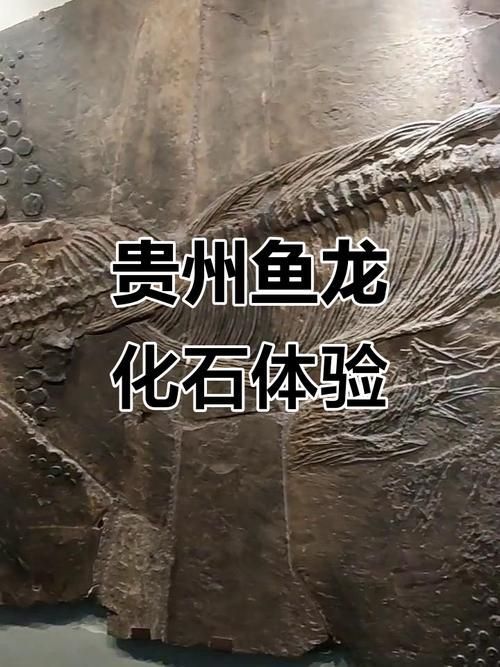 興義龍魚與現代龍魚有何演化關系，興義龍魚與現代龍魚與現代龍魚之間的演化關系的關系