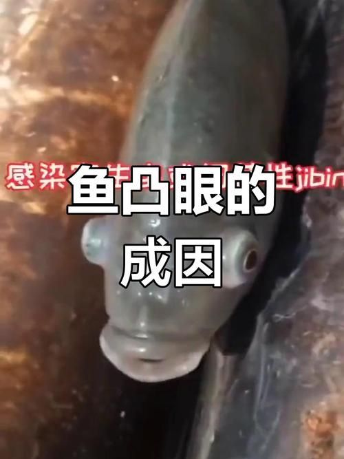 魚(yú)突眼最簡(jiǎn)單處理方法，魚(yú)突眼最簡(jiǎn)單處理方法詳解魚(yú)突眼最簡(jiǎn)單處理方法詳解