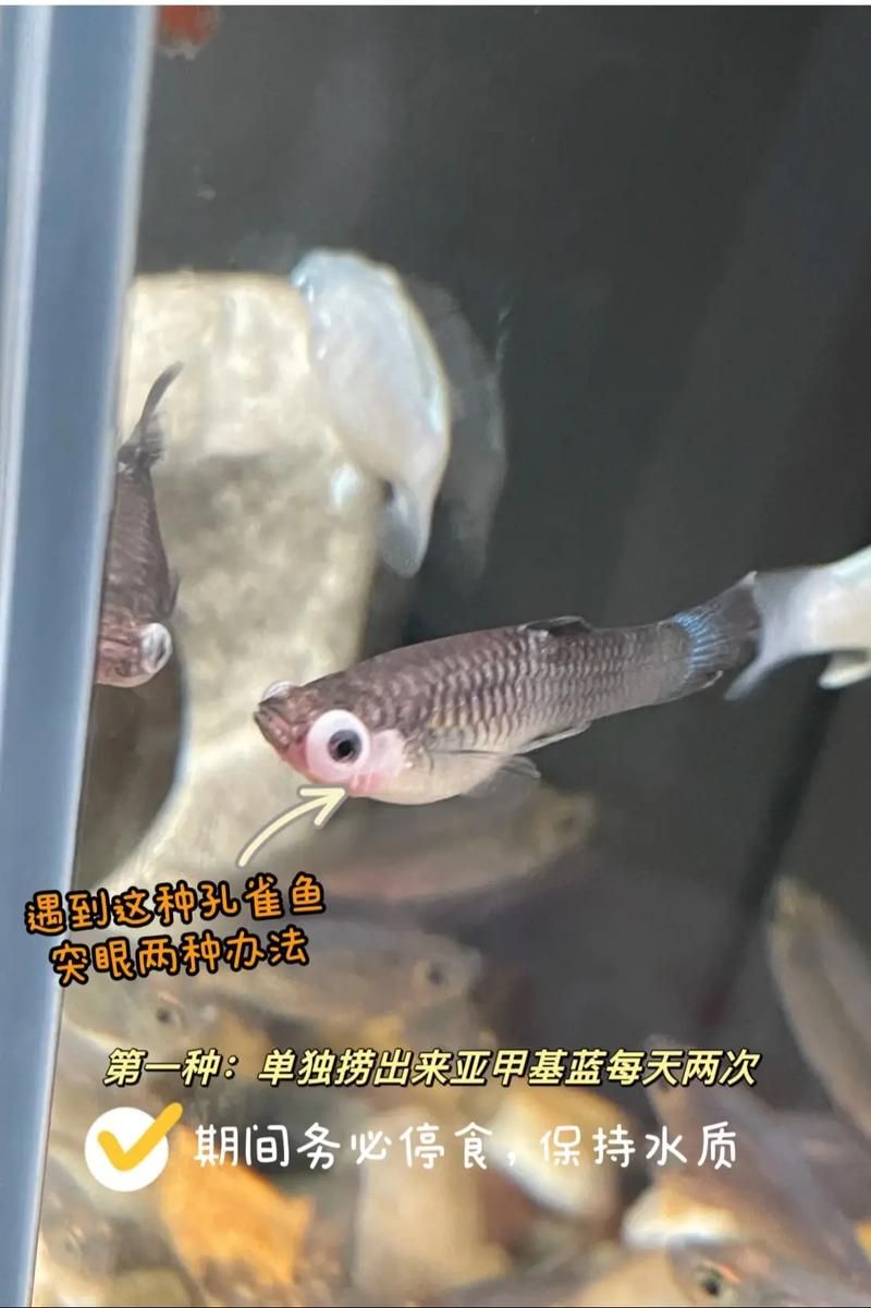 魚(yú)突眼最簡(jiǎn)單處理方法，魚(yú)突眼最簡(jiǎn)單處理方法詳解魚(yú)突眼最簡(jiǎn)單處理方法詳解