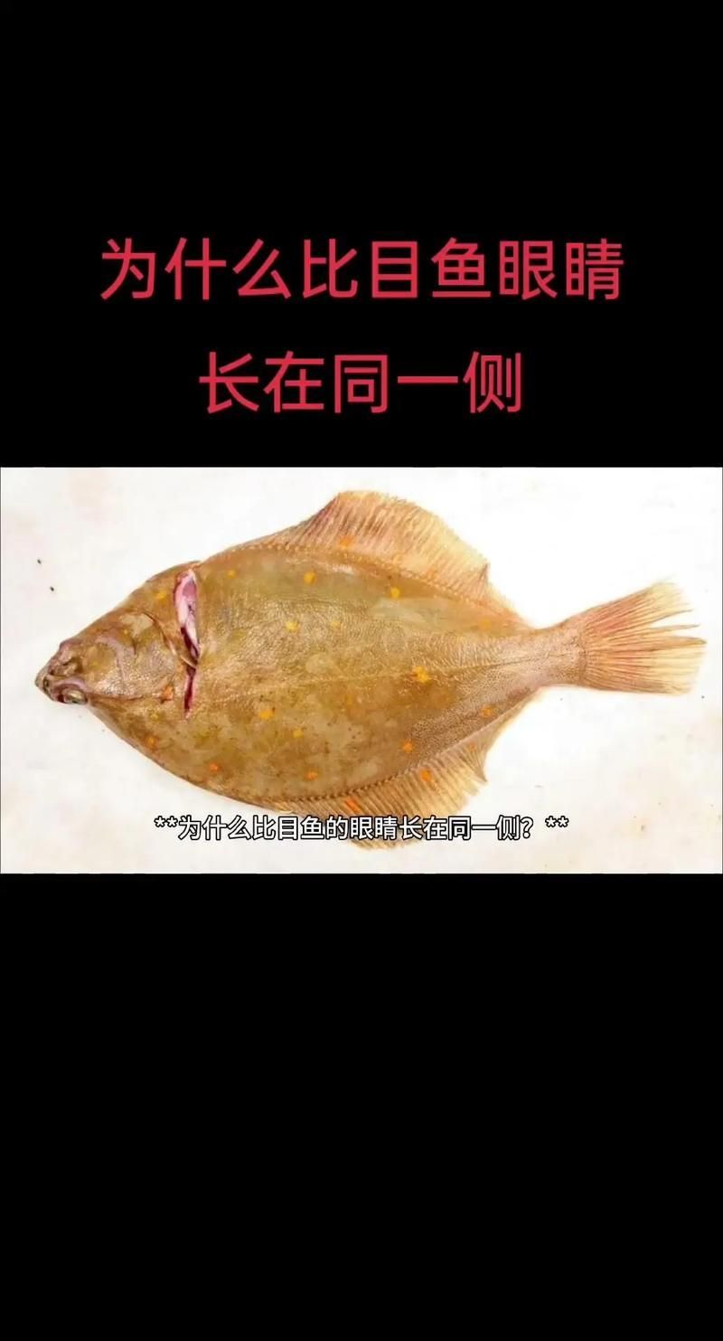 魚(yú)突眼最簡(jiǎn)單處理方法，魚(yú)突眼最簡(jiǎn)單處理方法詳解魚(yú)突眼最簡(jiǎn)單處理方法詳解