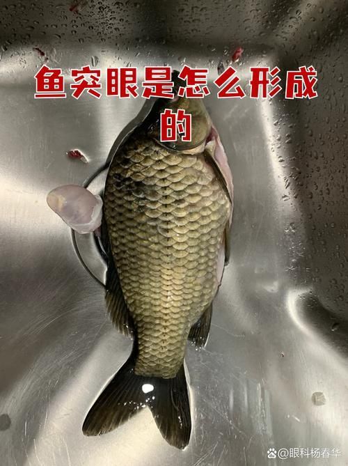 魚(yú)突眼最簡(jiǎn)單處理方法，魚(yú)突眼最簡(jiǎn)單處理方法詳解魚(yú)突眼最簡(jiǎn)單處理方法詳解
