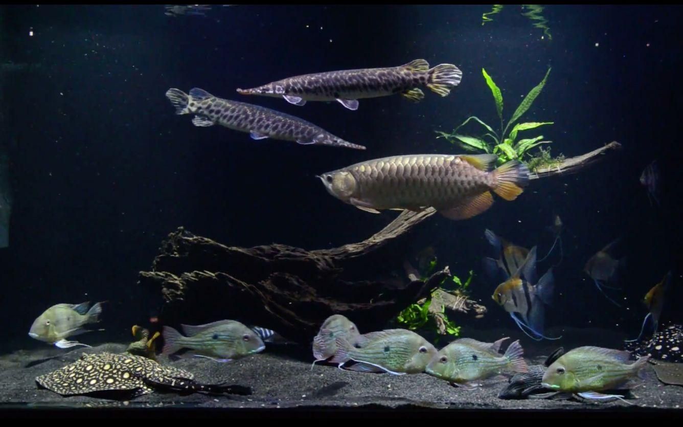 寶坻龍魚是否有特定的飼養(yǎng)方法，寶坻龍魚是否有特定的飼養(yǎng)方法？