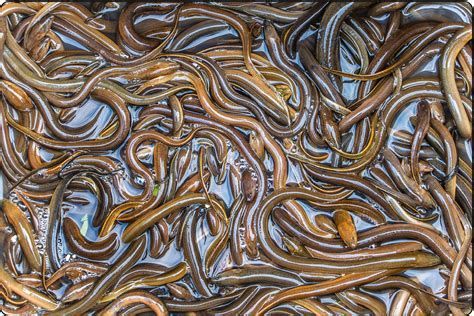 紅龍魚吃泥鰍多久一次合適？，紅龍魚與泥鰍的喂食頻率和處理方式必須嚴(yán)格把控