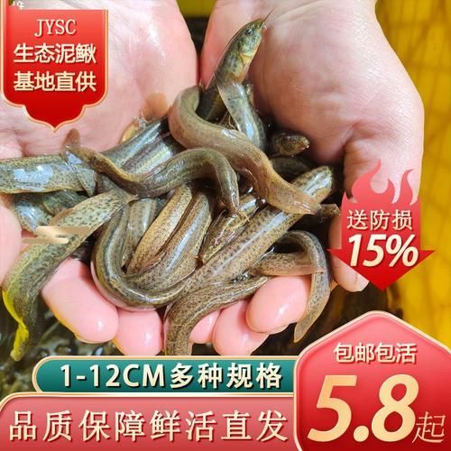臺灣烏龜龍魚活苗的價格范圍是多少，臺灣烏龜龍魚活苗的價格因品種、大小和購買地點不同而有差異
