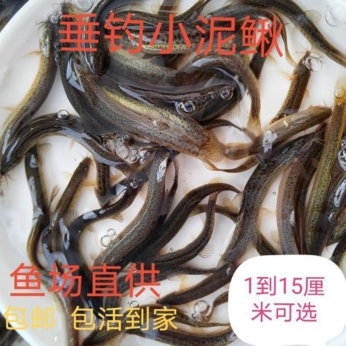 臺灣烏龜龍魚活苗的價格范圍是多少，臺灣烏龜龍魚活苗的價格因品種、大小和購買地點不同而有差異