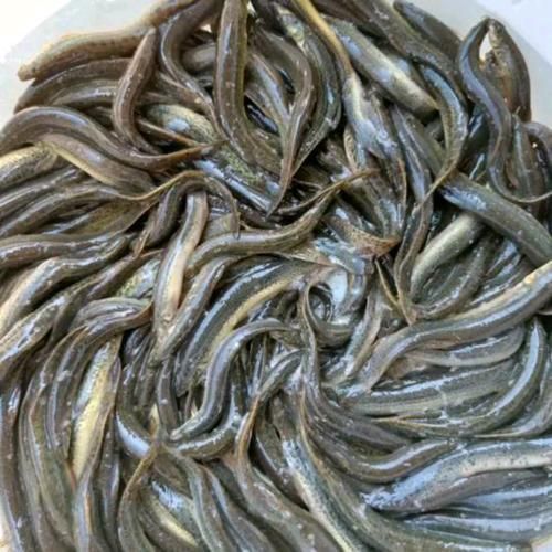 臺灣烏龜龍魚活苗的價格范圍是多少，臺灣烏龜龍魚活苗的價格因品種、大小和購買地點不同而有差異