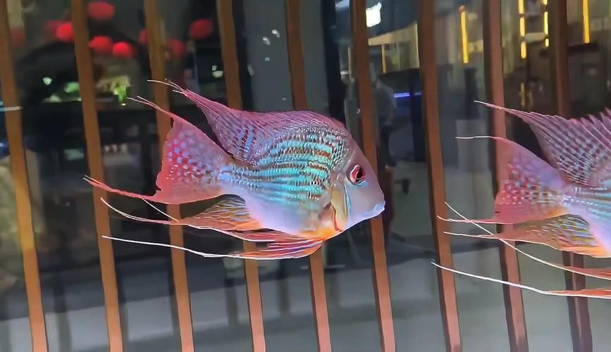 祥龍魚場有哪些其他觀賞魚，廣州祥龍魚場觀賞魚品種清單