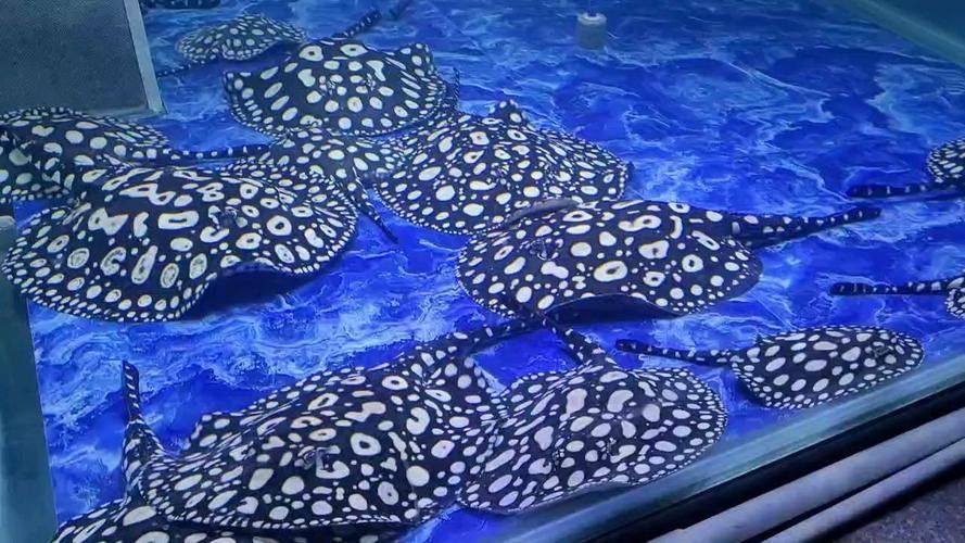 祥龍魚場有哪些其他觀賞魚，廣州祥龍魚場觀賞魚品種清單