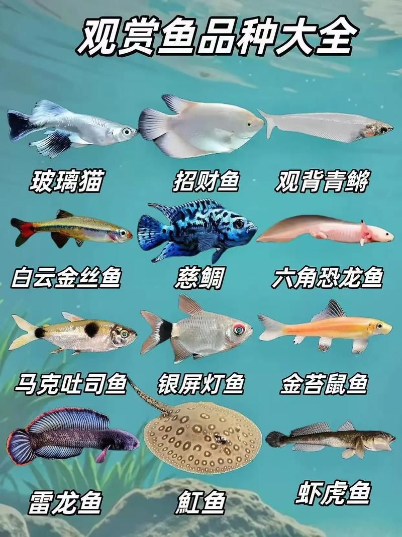祥龍魚場有哪些其他觀賞魚，廣州祥龍魚場觀賞魚品種清單