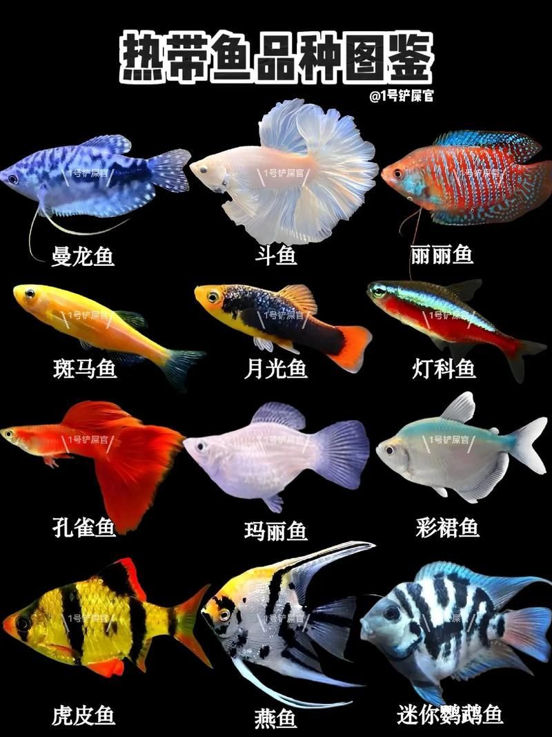 祥龍魚場有哪些其他觀賞魚，廣州祥龍魚場觀賞魚品種清單