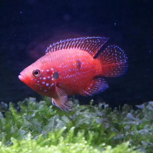 祥龍魚場有哪些其他觀賞魚，廣州祥龍魚場觀賞魚品種清單