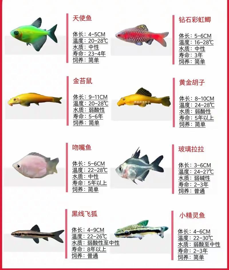 祥龍魚場有哪些其他觀賞魚，廣州祥龍魚場觀賞魚品種清單