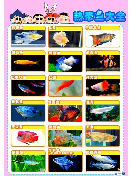 祥龍魚場有哪些其他觀賞魚，廣州祥龍魚場觀賞魚品種清單