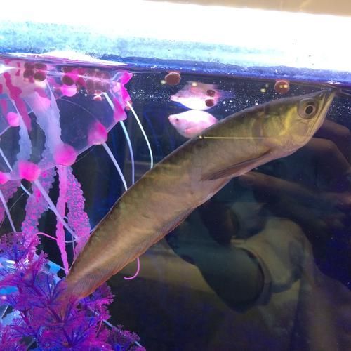 銀龍魚的最佳餌料有哪些？，銀龍魚發(fā)色期需要哪些特殊餌料適合銀龍魚的餌料