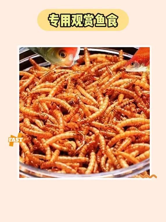 銀龍魚的最佳餌料有哪些？，銀龍魚發(fā)色期需要哪些特殊餌料適合銀龍魚的餌料