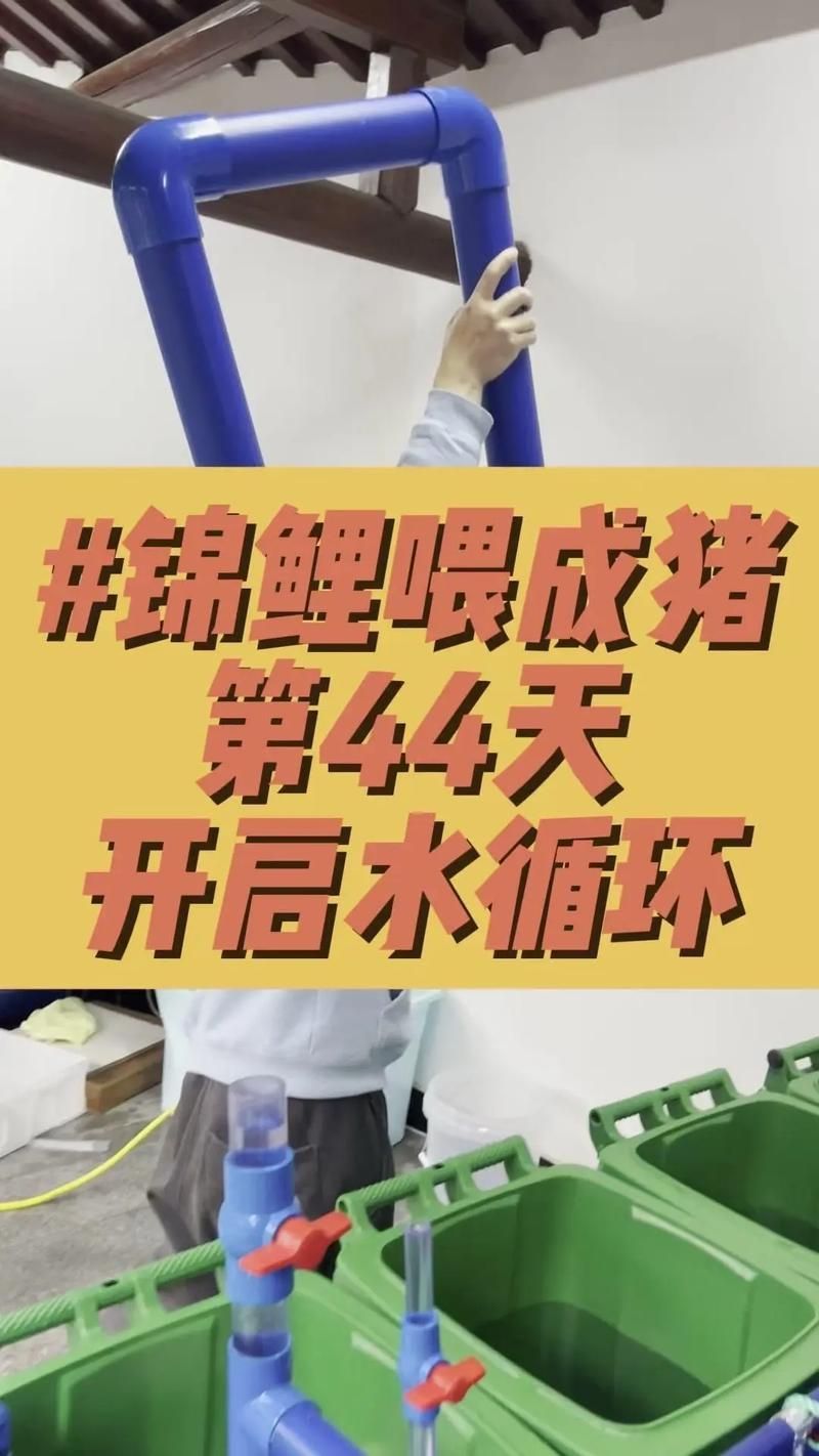 龍魚換水時如何減少應激？，北京龍魚換水技術