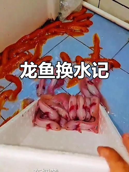 龍魚換水時如何減少應激？，北京龍魚換水技術