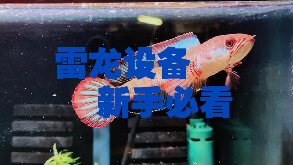 龍魚飼養(yǎng)中哪些設(shè)備是必備的，新手養(yǎng)龍魚需要哪些設(shè)備 龍魚飼養(yǎng)中哪些設(shè)備是必備的，新手養(yǎng)龍魚需要哪些設(shè)備 龍魚百科 第2張