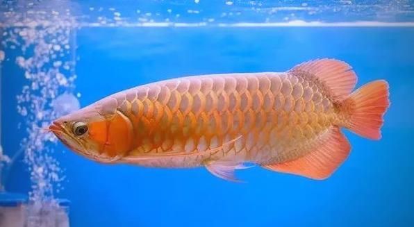 能否提供龍魚鱗片再生的圖片或視頻，龍魚鱗片從受損到完全恢復的全過程