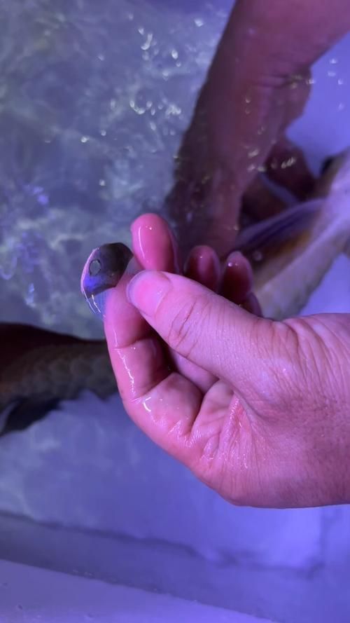 能否提供龍魚鱗片再生的圖片或視頻，龍魚鱗片從受損到完全恢復的全過程