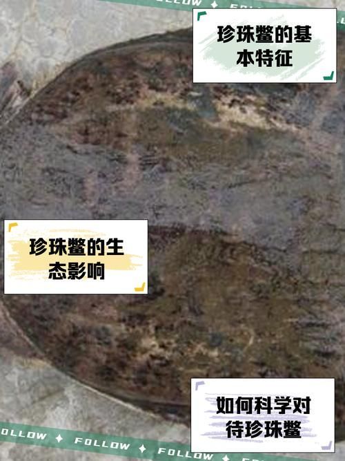 如何辨別福魟魟魚的品質，potamotrygonmotorogonmotorogonmotoro