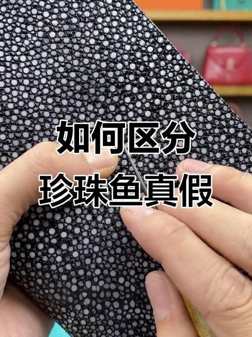 如何辨別福魟魟魚的品質，potamotrygonmotorogonmotorogonmotoro