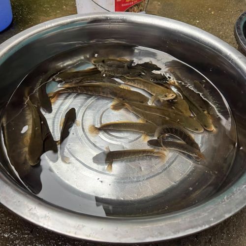 雄縣龍魚的市場行情如何，“雄縣龍魚”是否為正式商品名字及牌子？