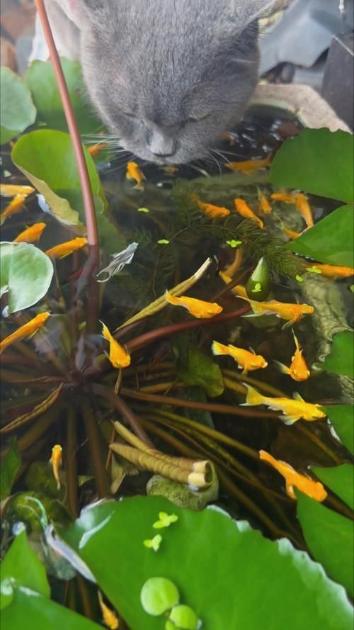 有哪些貓和魚的和諧共處圖片，探索貓與魚的和諧共處