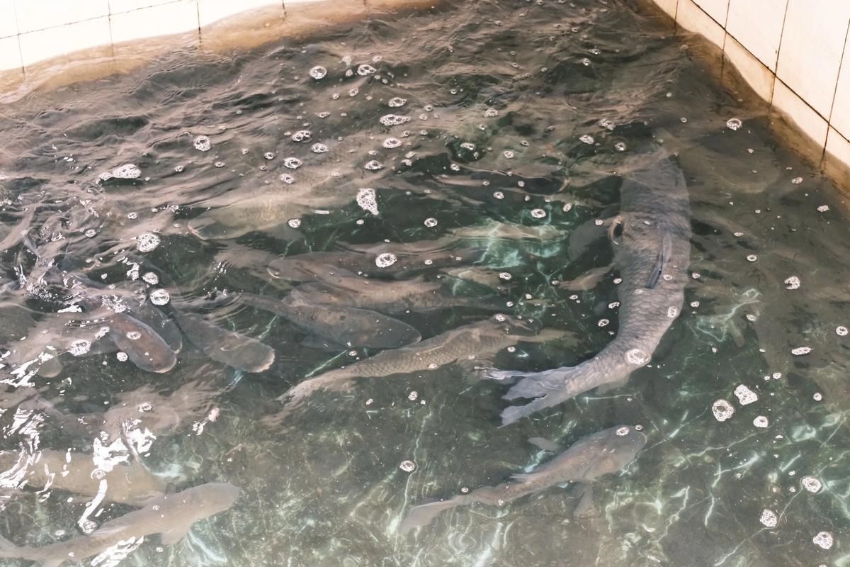 昭平龍魚有哪些獨特品種？，關(guān)于昭平龍魚的信息