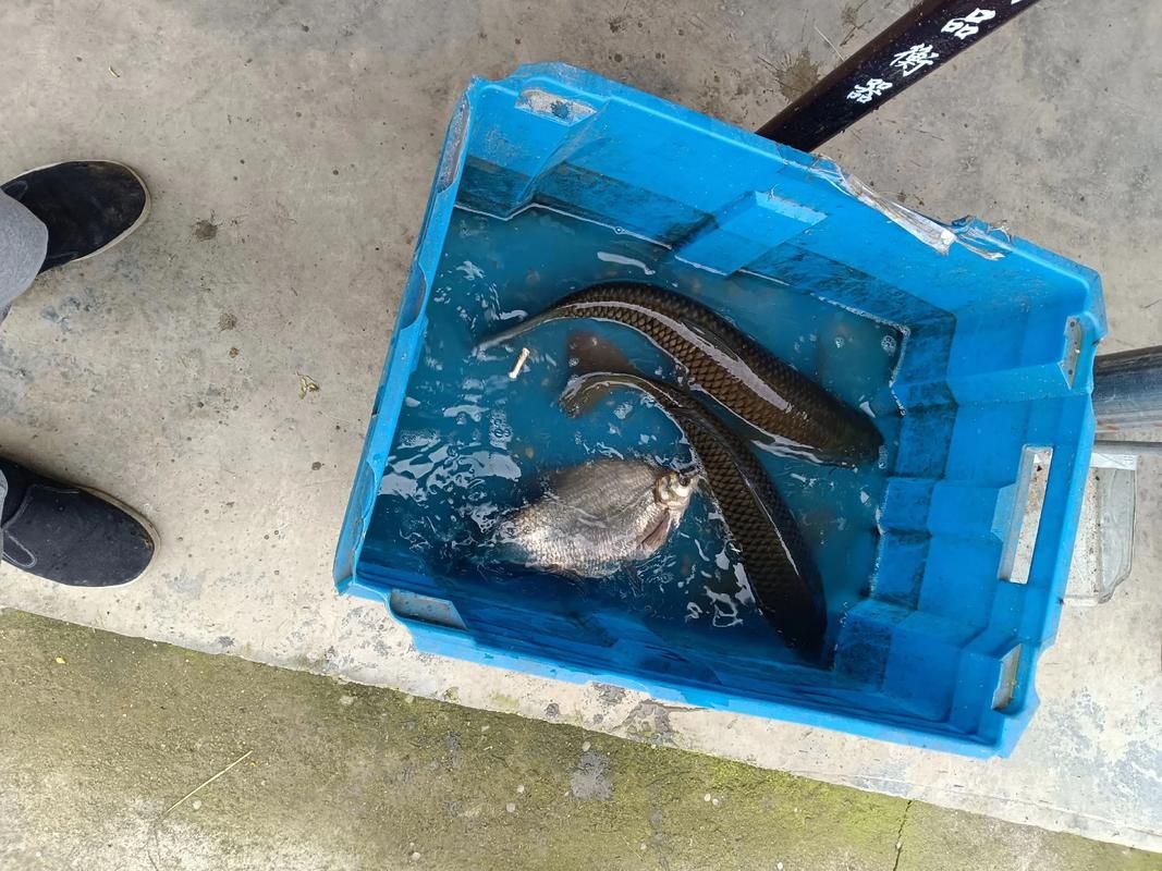 昭平龍魚有哪些獨特品種？，關(guān)于昭平龍魚的信息