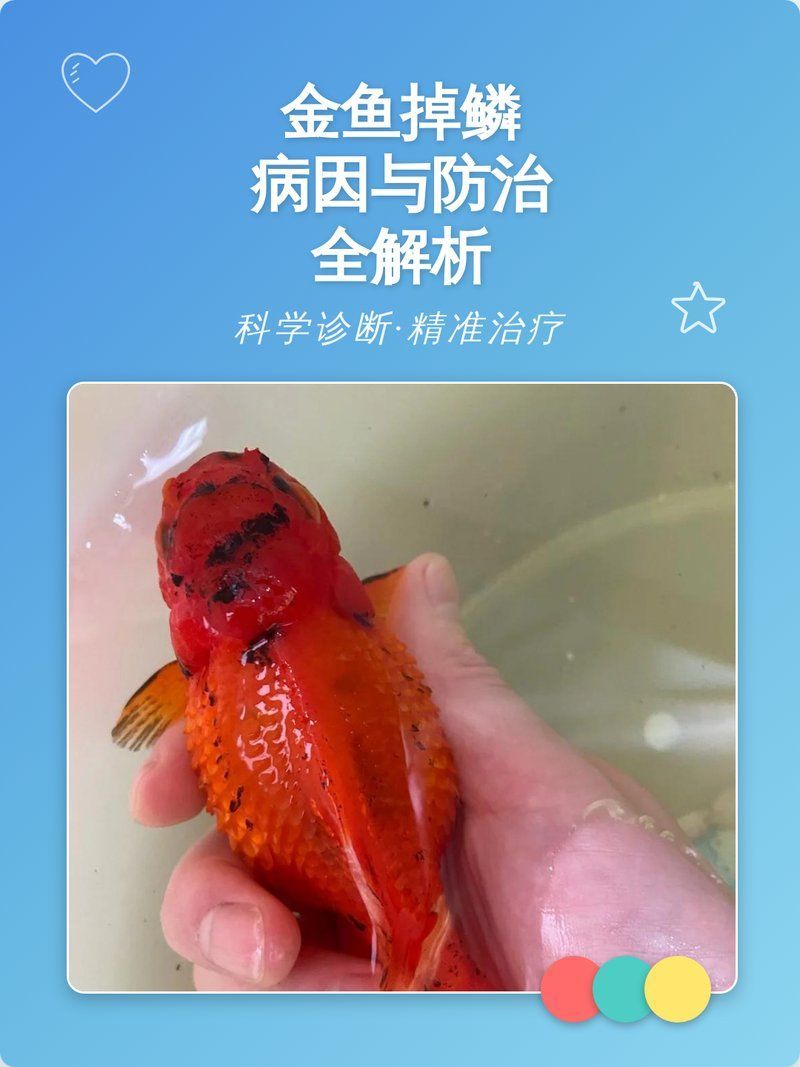 金魚掉鱗后如何治療，小魚兒天地，如何預(yù)防金魚掉鱗病因與防治全解析