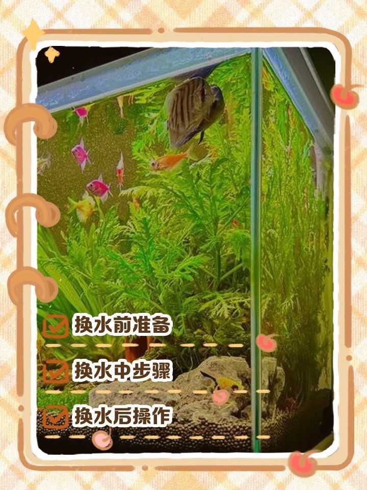 魚(yú)缸換水的最佳時(shí)間，如何判斷魚(yú)缸是否需要換水？