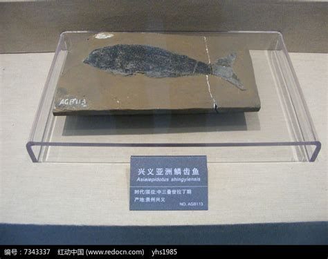 龍魚土葬需要什么材料?,龍魚土葬詳解,材料清單與操作指南 龍魚百科 第2張 龍魚土葬需要什么材料?,龍魚土葬詳解,材料清單與操作指南 龍魚土葬需要什么材料?,龍魚土葬詳解,材料清單與操作指南 龍魚百科 第2張