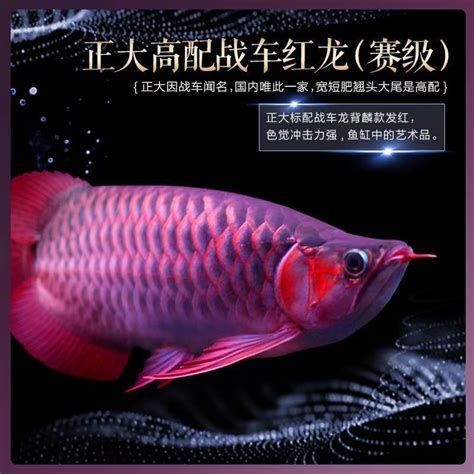 戰車紅龍魚，戰車紅龍魚的詳細解析