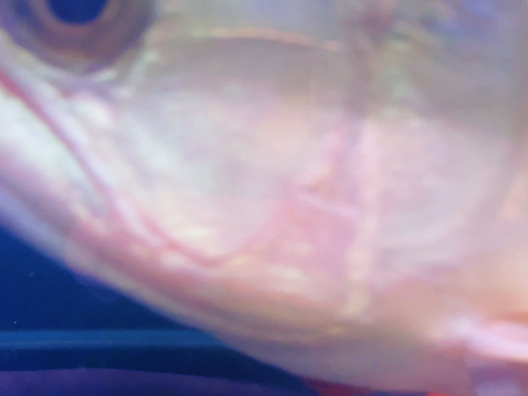 戰車紅龍魚，戰車紅龍魚的詳細解析