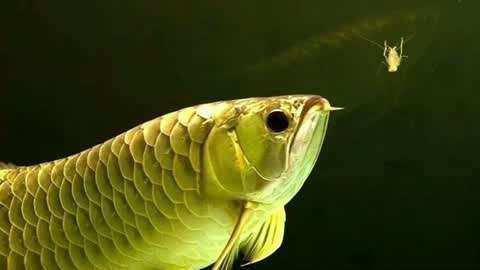 龍魚厭食后如何恢復喂食，魚厭食后，恢復喂食需要謹慎和耐心，要確保水質清潔