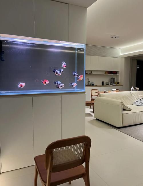 如何改善虎斑恐龍魚的健康，虎斑恐龍魚健康養(yǎng)護