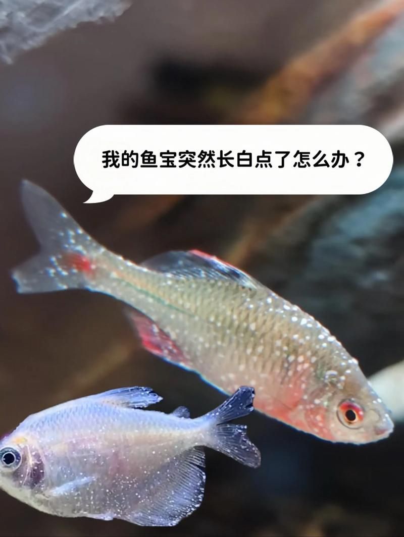 如何改善虎斑恐龍魚的健康，虎斑恐龍魚健康養(yǎng)護